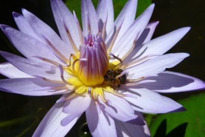 Close-up of bee pollinating flower