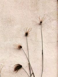 Flowers growing outdoors