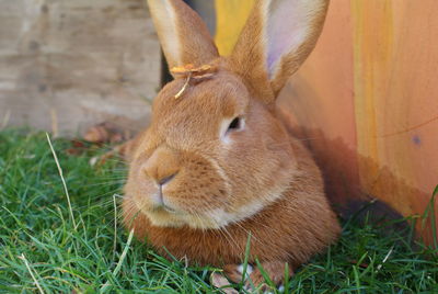 Close-up of a rabbit on field