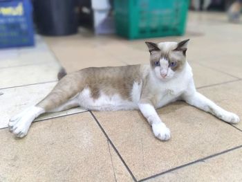 Portrait of cat resting on tiled floor