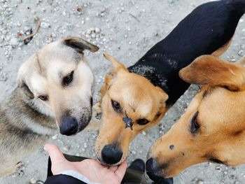 High angle view of hand feeding dog