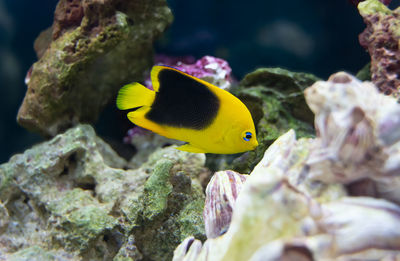 Rock beauty angelfish in an aquarium is searching for food in your rocks