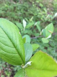 Close-up of plant