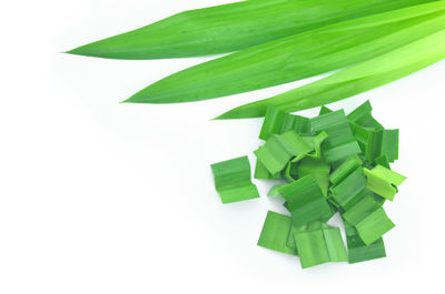 Close-up of green leaf over white background