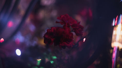 Close-up of red flowering plant