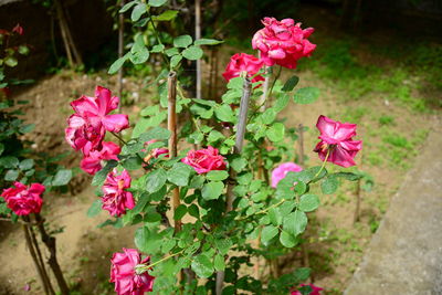 Close-up of pink flowering plants