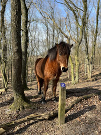 Horse standing on field