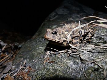 Close-up of frog on rock