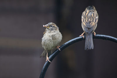 Close-up of bird perching on branch