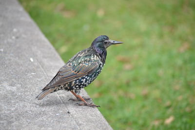 Close-up of starling perching on surrounding wall