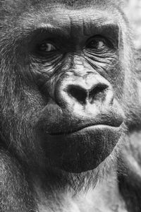 Close-up portrait of serious at zoo
