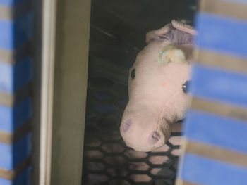 Close-up of white cat