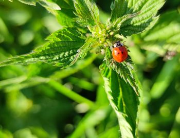 Close-up of ladybug on leaf