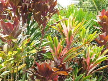 Close-up of flowering plants on field