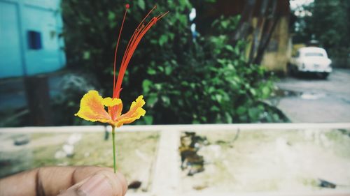 Close-up of flowers