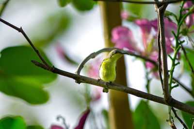 Close-up of bird perching on tree