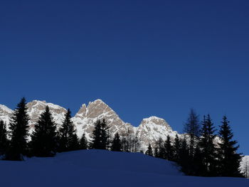 Pine trees on snowcapped mountains against clear blue sky