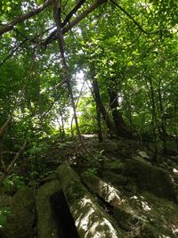 Trees growing in forest