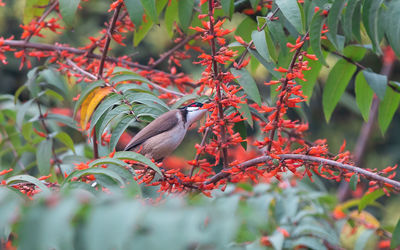 Bird perching on a tree