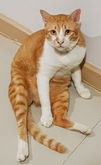 Portrait of cat sitting on floor