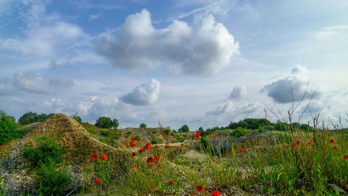 Panoramic view of flowering plants on land against sky