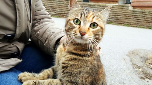 Close-up portrait of cat sitting with person