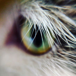 Full frame shot of cat