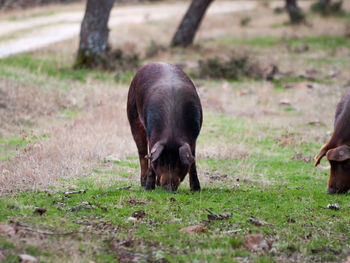 Horse standing in a field