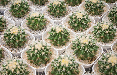 High angle view of cactus plants