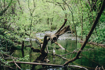 View of trees in forest