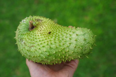 Close-up of hand holding fruit