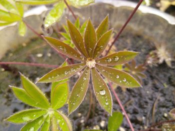 Close-up of wet plant leaves