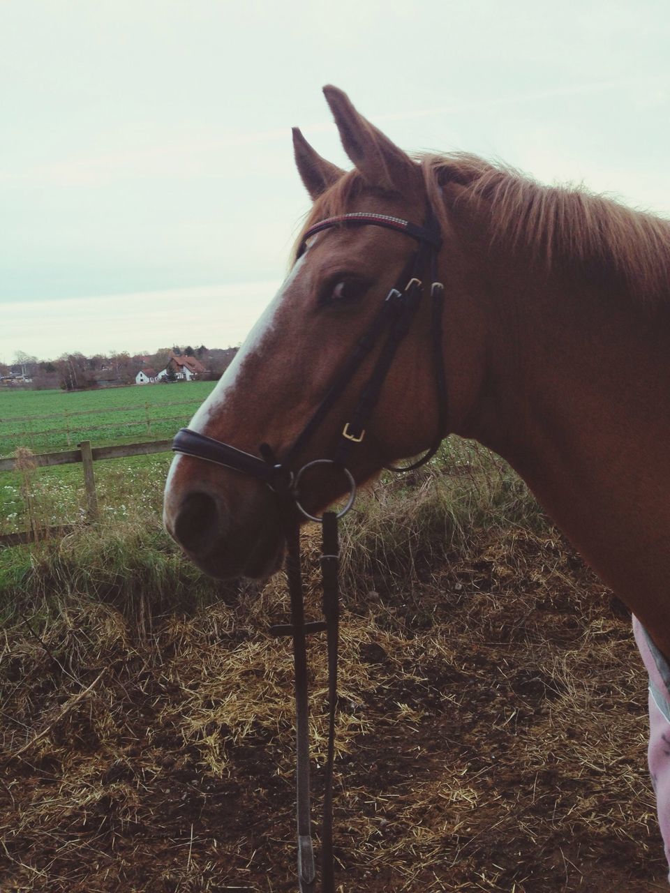 animal themes, horse, one animal, domestic animals, mammal, livestock, animal head, part of, close-up, working animal, herbivorous, field, brown, animal body part, sky, bridle, standing, grass, cropped, side view