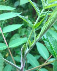 Close-up of fresh green plant