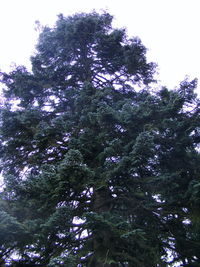 Low angle view of tree against sky