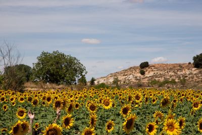 Scenic view of sunflower field against cloudy sky