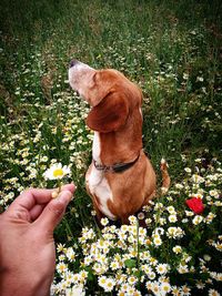 Midsection of person hand with dog on flower field