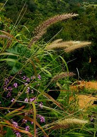 Close-up of plants on field