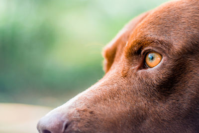 Close-up of a dog looking away