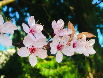 Close-up of pink flowers blooming on tree