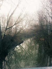 Bare trees in forest during winter