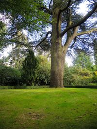 Trees on grassy field in park