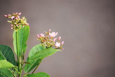 Close-up of flowers against blurred background