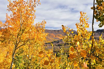 Silver lake by solitude big cottonwood canyon boardwalk trails  mountains wasatch front, utah, usa.