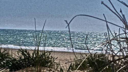 Close-up of grass by sea against sky