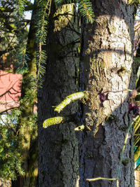 Plants growing on tree trunk