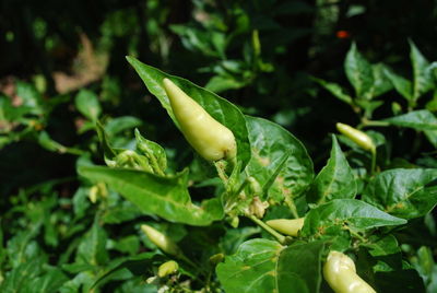 Close-up of green chili pepper on plant