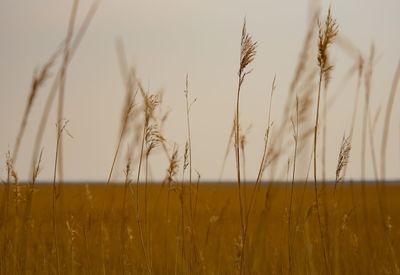 Close-up of stalks in field against the sky