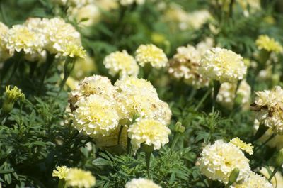 Close-up of yellow flowering plants in park