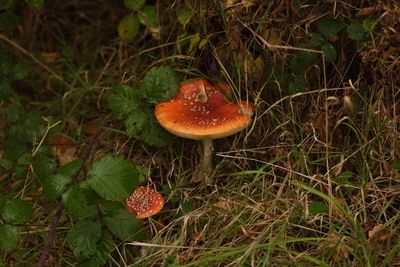 Close-up of fly agaric mushroom on field